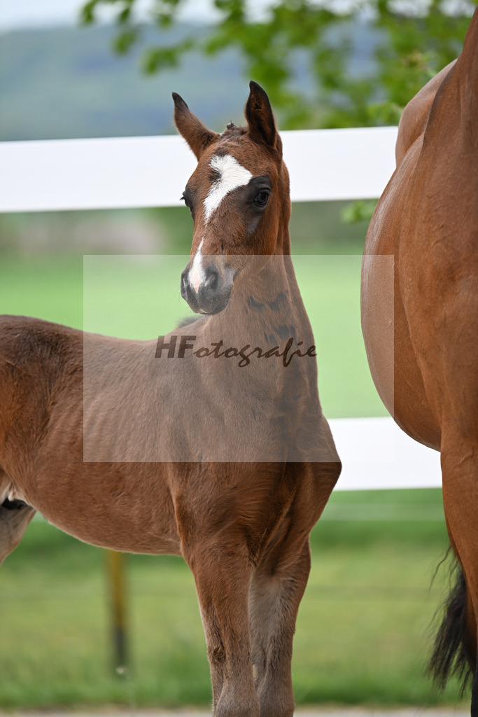 Kat-Nr. 27 HF St. Noble x Sezuan_Fetzer_23260861 | hf-fotografie - Realisiert mit Pictrs.com