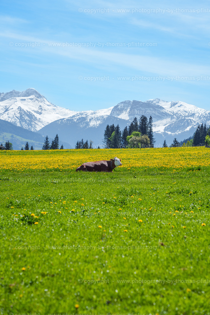 Frühling in Ried im Zillertal copyright  Thomas Pfister-9 | PHOTOGRAPHY BY THOMAS PFISTER
