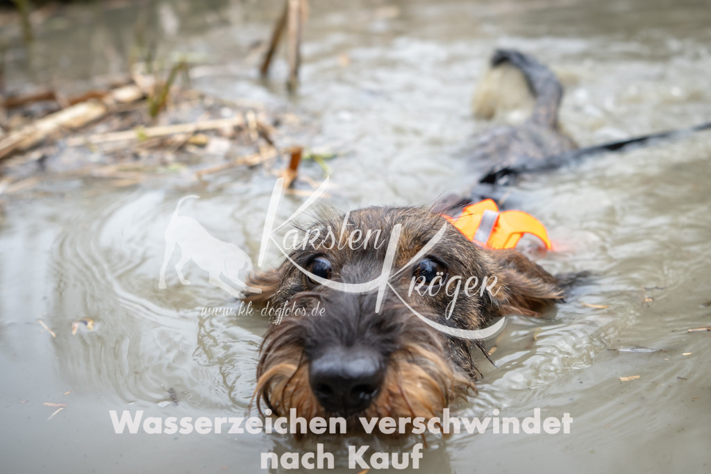 1417_ZZ98019 | kk-dogfotos