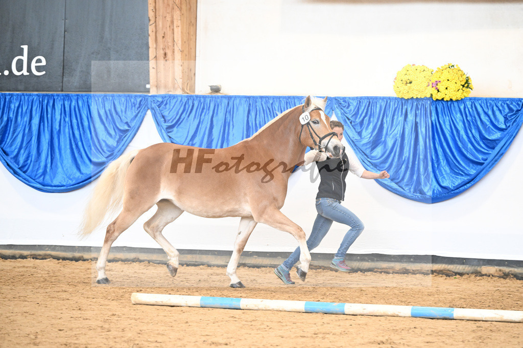 Bl. Band Kat-Nr. 10 Fortina v. Sturmi_Reiser_48251434 | hf-fotografie - Realisiert mit Pictrs.com