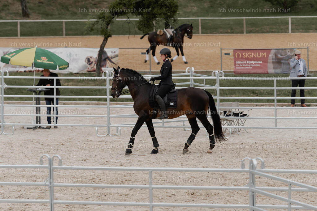 WE__Stoib_Rinder_PI2025_3061 | Pferd International München 2025