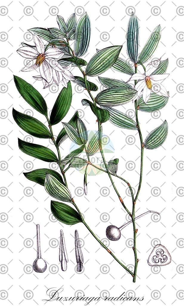 HistAbb_wfo-1000053959_1_ENZY_Simple | Historische Abbildung von Luzuriaga radicans - Alstroemeriaceae | Historical Illustration of Luzuriaga radicans - Alstroemeriaceae