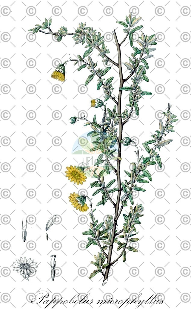 HistAbb_wfo-0000913916_1_ENZY_Simple | Historische Abbildung von Pappobolus microphyllus - Asteraceae | Historical Illustration of Pappobolus microphyllus - Asteraceae