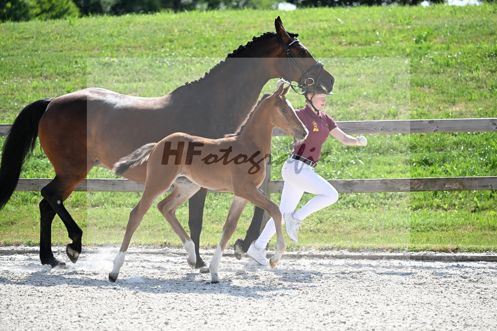 Kat-Nr. 41 Brantzau x Lordanos_SF_Weber_15251273 | hf-fotografie - Realizzato con Pictrs.com