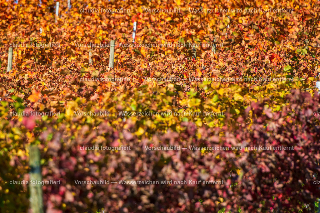 13_20221017_Rebberg_Weiningen__CMI9420.jpg_cmi | 15.10.2022: Inland; Weiningen;
Blick durch die Reben am Rebberg in Weiningen, Zuerich
(Claudia Minder/claudia-fotografiert)