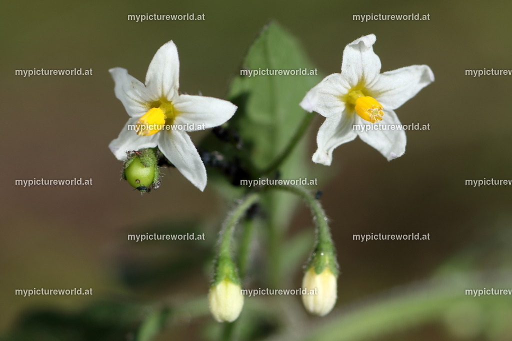 Schwarzer Nachtschatten-001 | Das Bilderarchiv über Tiere, Planzen und Landschaften. In der Bilddatenbank finden Sie ein große Auswahl an hochwertigen Bilder für Ihre Werbung - Realisiert mit Pictrs.com