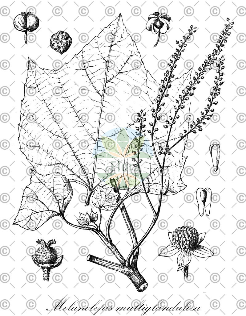 HistAbb_wfo-0000114250_1_ENZY_Simple | Historische Abbildung von Melanolepis multiglandulosa - Euphorbiaceae | Historical Illustration of Melanolepis multiglandulosa - Euphorbiaceae