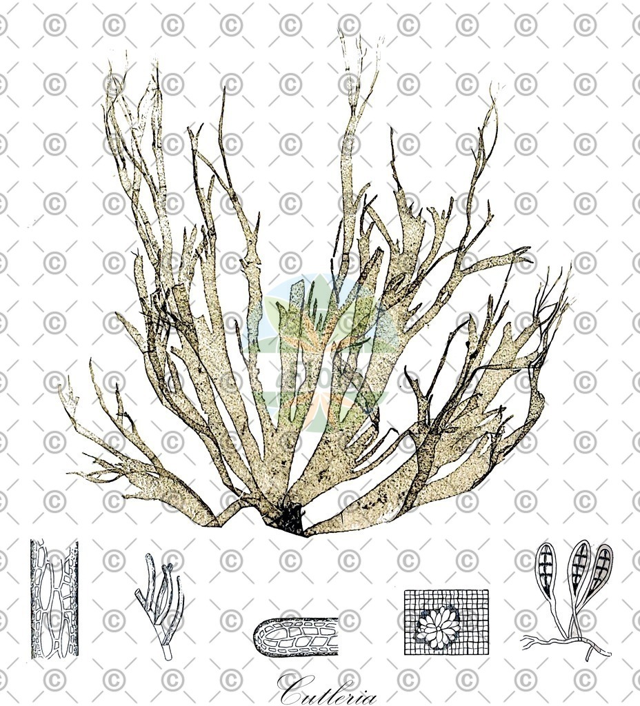 HistAbb_7NV2L_4_ENZY_Simple | Historische Abbildung von Cutleria - Cutleriaceae (0) | Historical Illustration of Cutleria - Cutleriaceae (0)