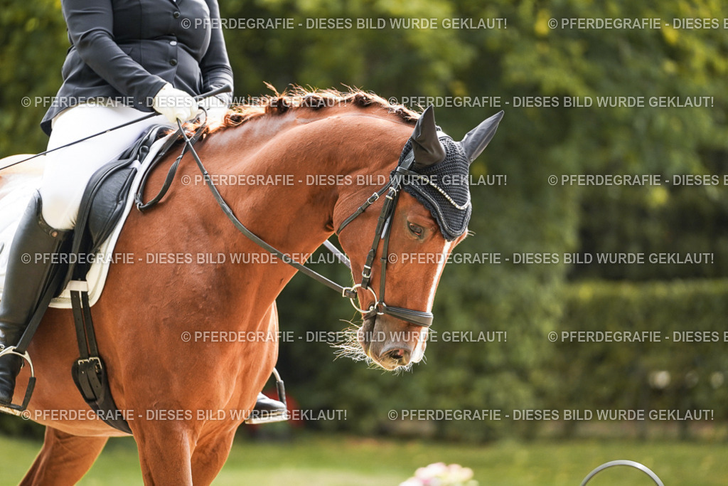 DSC01311 | Pferdegrafie