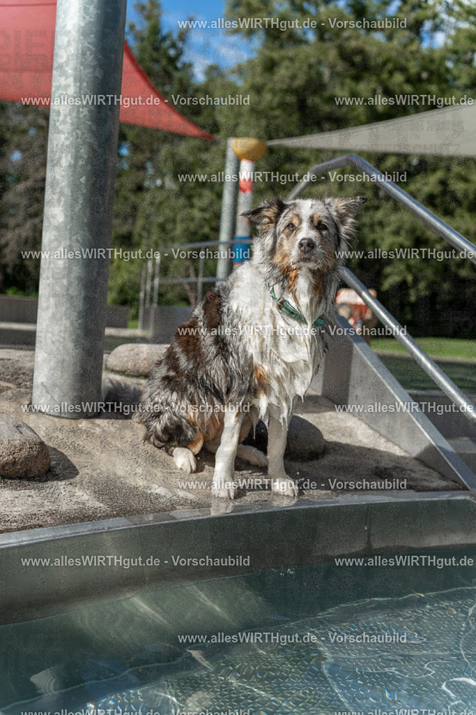 Hundeschwimmen_Volksbad_2026-allesWIRTHgut_Tierfotografie-2609061535-7R501642 | Professionelle Tierfotografie in Mönchengladbach von Daniel Wirth (allesWIRTHgut). Liebevolle & natürliche Bilder von Hunden & Katzen für unvergessliche Erinnerungen.