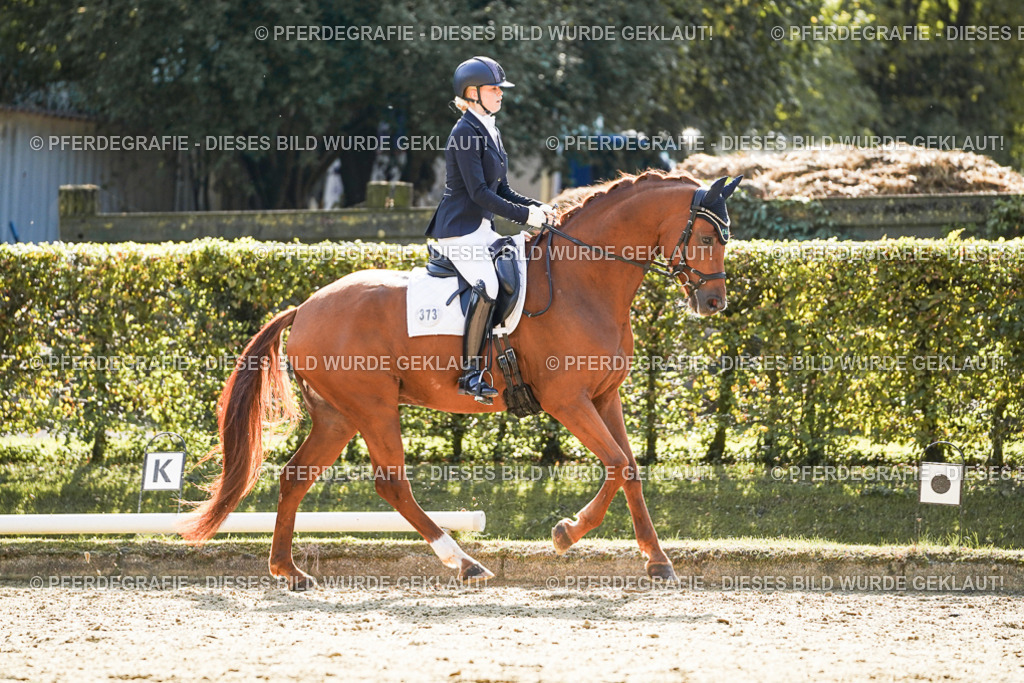 DSC07386 | Pferdegrafie