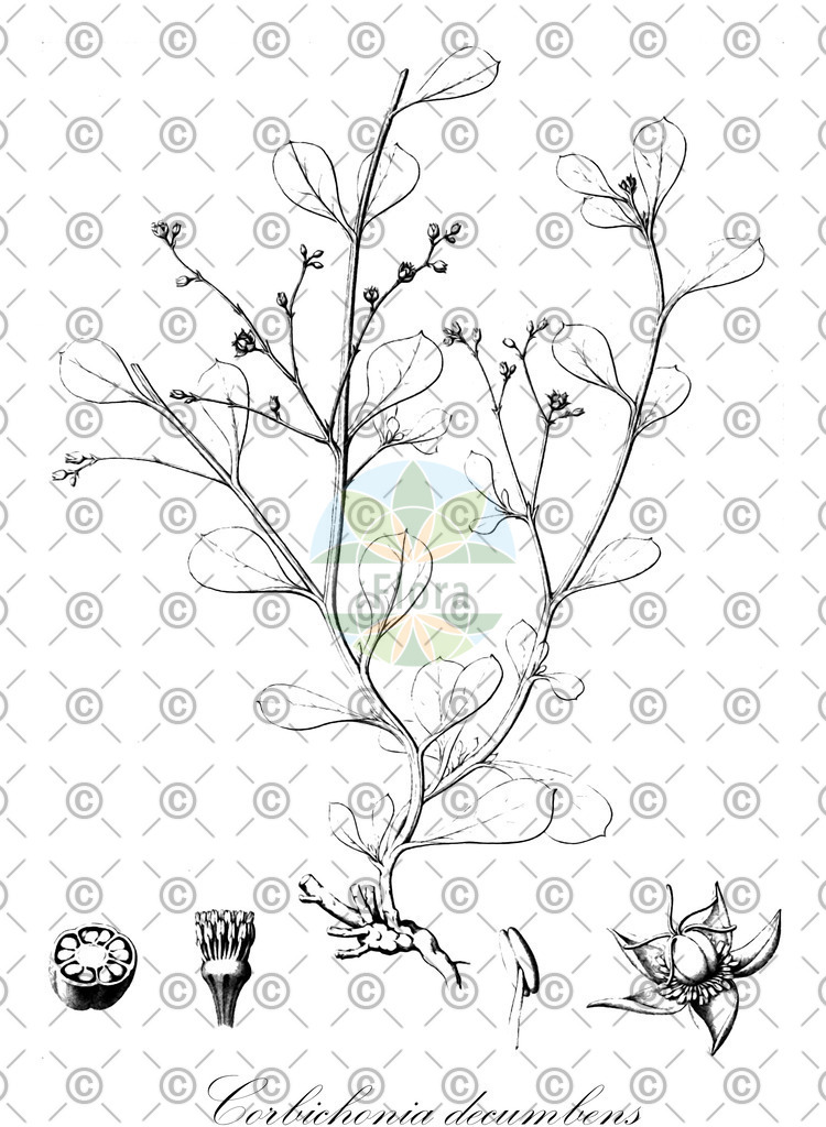 HistAbb_wfo-1000021796_1_ENZY_Simple | Historische Abbildung von Corbichonia decumbens - Corbichoniaceae | Historical Illustration of Corbichonia decumbens - Corbichoniaceae