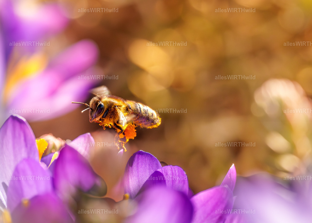 Eine Biene im Sonnenschein 2 | Entdecke die faszinierende Welt der Natur- und Wildlife-Fotografie von Daniel und Bärbel. Inspirierende Bilder von wilden Tieren und kleinen Naturwundern.
