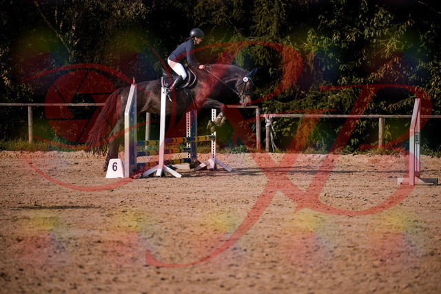 2026_10_03_Siefer-Hof_160143_Z81_82712337 | Professionelle Reitsport-, Turnier- und Eventfotografie von Robert Broda. Galerien mit ausgewählten und bearbeiteten Bildern direkt online ansehen und bestellen.