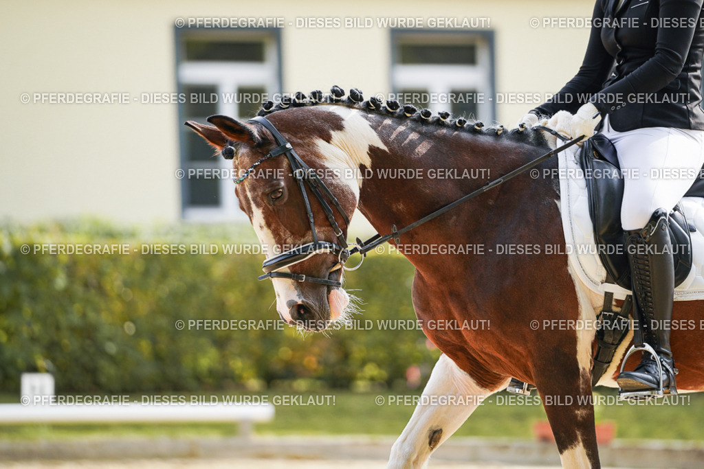 DSC04147 | Pferdegrafie