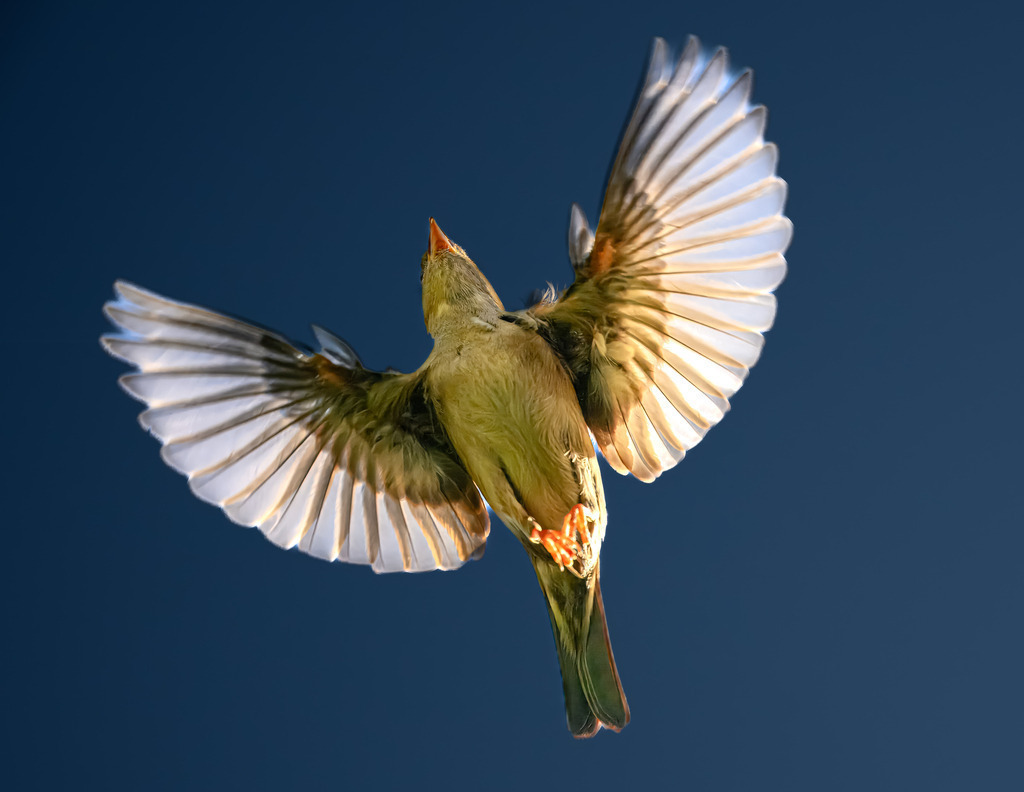 Spatz im majestätischen Überflug | Ein atemberaubendes Action-Foto eines Spatzen (oder eines ähnlichen kleinen braunen Singvogels), aufgenommen von unten im Überflug. Die Aufnahme ist extrem scharf und fängt den Vogel im vollen Flügelschlag ein. Das Besondere an diesem Bild ist der Effekt des Gegenlichts: Die Flügel des Vogels sind von der Sonne durchleuchtet, was die feinen, fast durchscheinenden Details der Federn und die klare Struktur hervorhebt. Das warme, bräunlich-grüne Gefieder des Vogels kontrastiert dramatisch mit dem tiefblauen und klaren Himmel im Hintergrund, was eine hohe visuelle Wirkung erzeugt. Dieses Bild ist ein ideales Beispiel für hochwertige Wildtierfotografie und Vogelfotografie und perfekt für alle, die Dynamik, Natur und leuchtende Farben suchen.