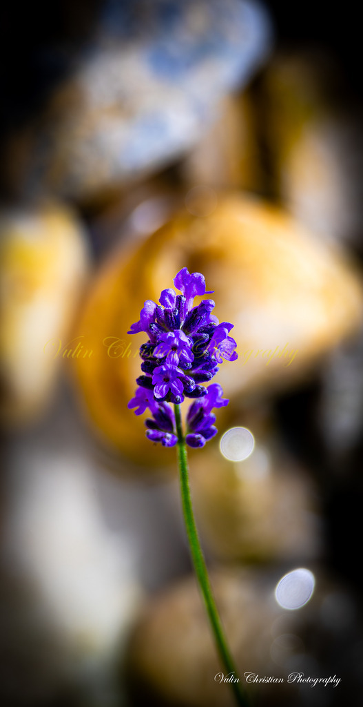 Macro 17 | Christian Vulin  - Realisiert mit Pictrs.com