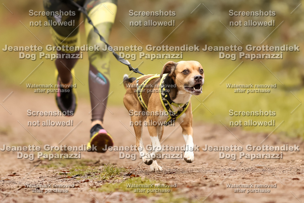 Dog Paparazzi - Speedhunter Mannheim  2025-186 | Dog Paparazzi Jeanette Grottendiek Fotografie & Videografie
