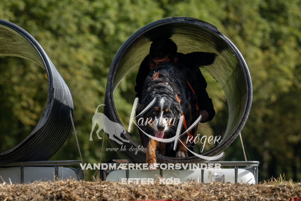 1039_ZZ92695 | kk-dogfotos