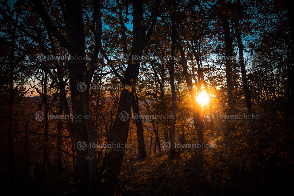 Waldstück bei der Hausener Wand im Herbst | löwenblicke | shop