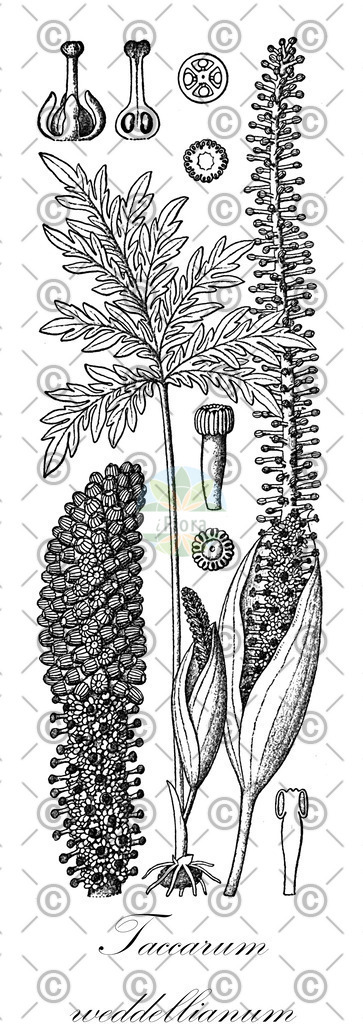 HistAbb_wfo-0000176788_1_ENZY_Simple | Historische Abbildung von Taccarum weddellianum - Araceae | Historical Illustration of Taccarum weddellianum - Araceae