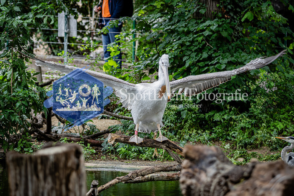 IMG_5878 | SportEventFotografie - Roman Stoiber