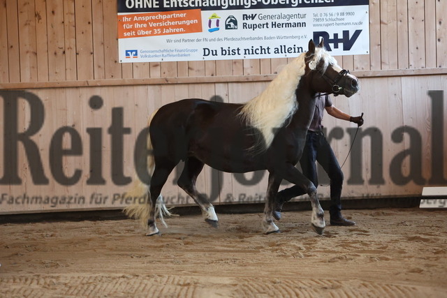 Sechs-bis neunjährige Stuten_KN_73_Emaria (6) | Alle Fotos der Reiterjournal Fotografin Doris Matthaes im Reiterjournal Online-Fotoshop. - Realisiert mit Pictrs.com