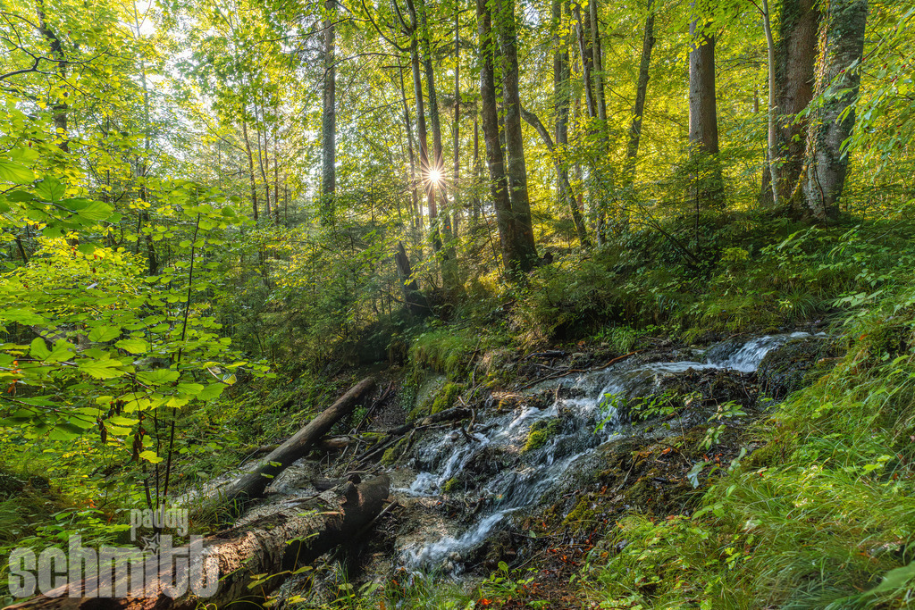 PS-Natur-2026-115 | Entdecke die größte Bildgalerie der Region mit Fotografien aus dem Allgäu, der Bodenseeregion, Oberschwaben, dem Donautal und der Schwäbischen Alb. Landschaften, Luftaufnahmen und Reisefotografie als Wandbild und Fotokunst. - Realisiert mit Pictrs.com