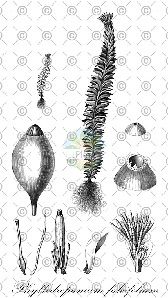 HistAbb_wfo-0001151603_1_ENZY_Simple | Historische Abbildung von Phyllodrepanium falcifolium - Phyllodrepaniaceae | Historical Illustration of Phyllodrepanium falcifolium - Phyllodrepaniaceae