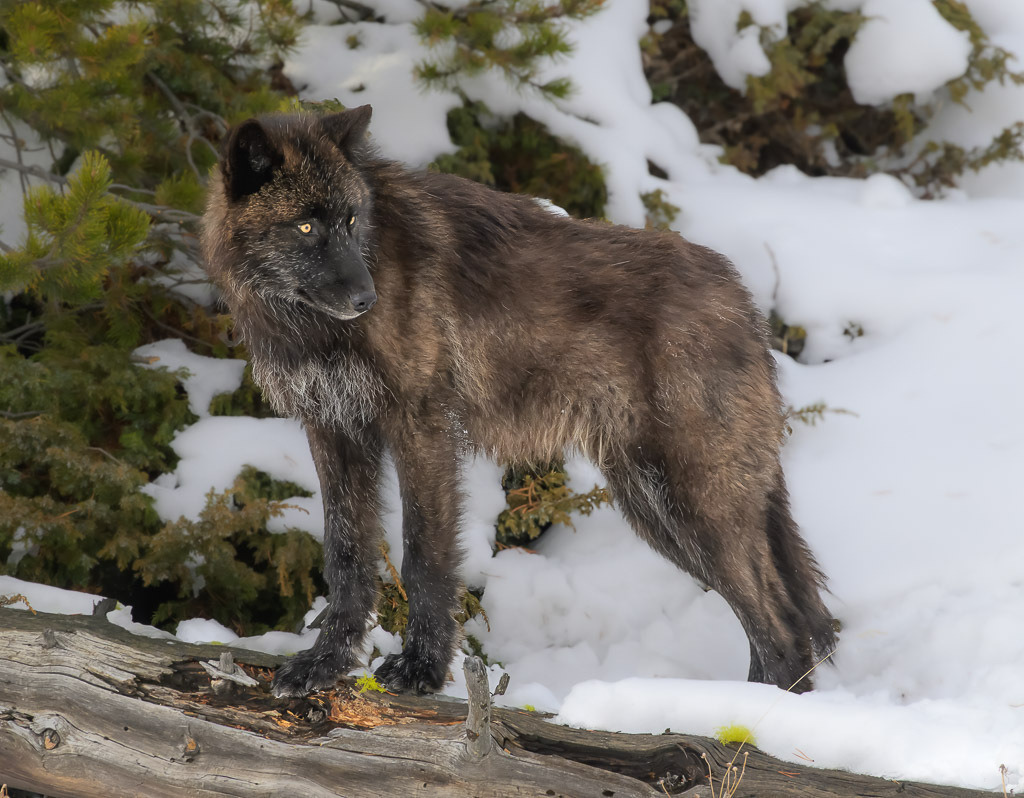 2024-305 | Dramatische Begegnung: Bison und Wölfe am Firehole River. - Realisiert mit Pictrs.com