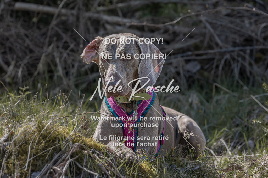 6Z1A0909 | nelerasche