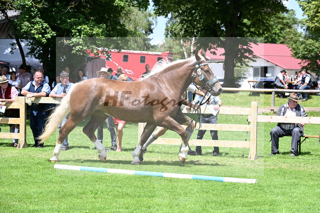 Kat-Nr. 51 Polly v. Verry_Schuetzinger_22240919 | hf-fotografie - Realizzato con Pictrs.com