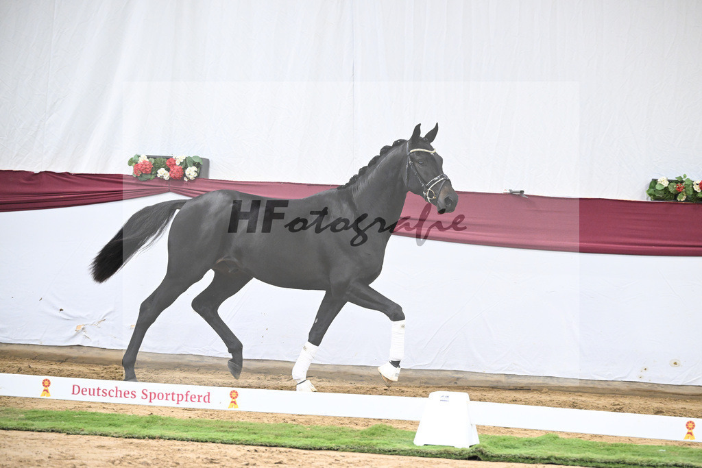 Kat-Nr. 23 Va Pensiero x De Niro_Christiane Schindele_47250720 | hf-fotografie - Realisiert mit Pictrs.com