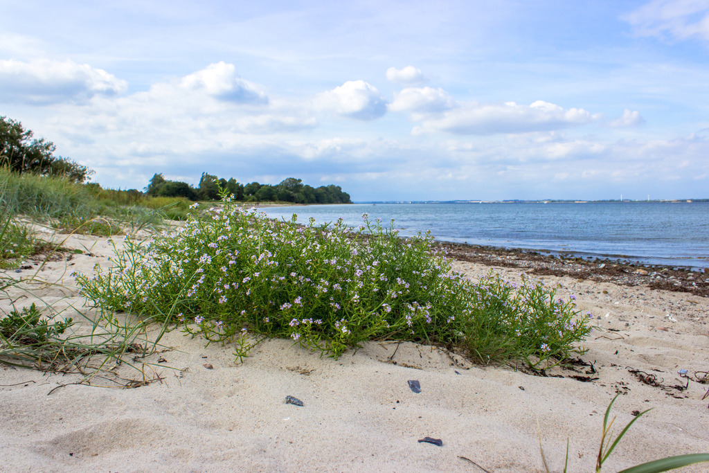 Strand in Habernis | Sandstrand in Habernis im Sommer - Realisiert mit Pictrs.com