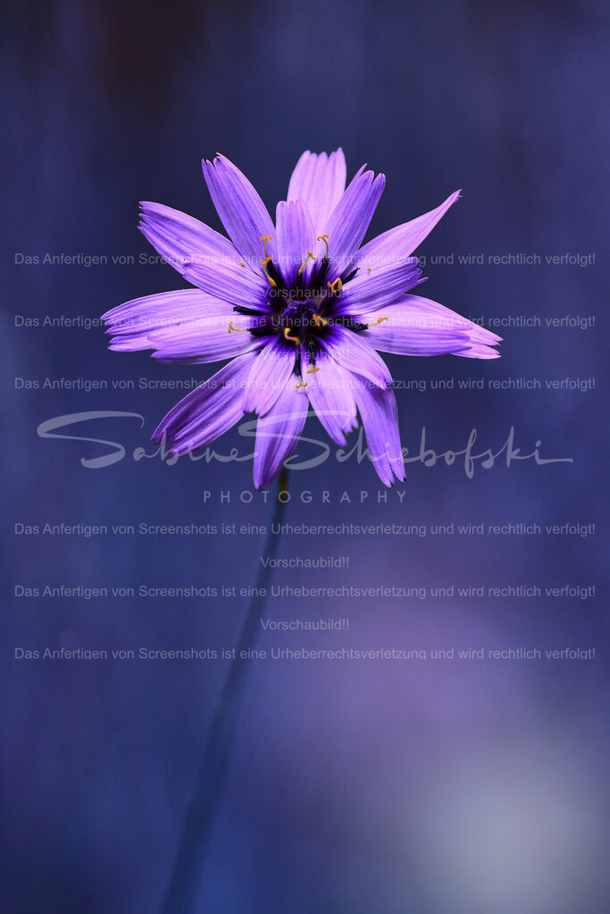 Wandbild "blaue Rasselblume" | People- und Tierfotografie, Imageaufnahmen, Veranstaltungsfotografie und Wandbilder aus der Natur ★ Made in Germany ✔️ Druck + Downloads ✔️ Naturfotografie in Top Qualität ★ schneller Versand, weltweite Lieferung! - Realisiert mit Pictrs.com