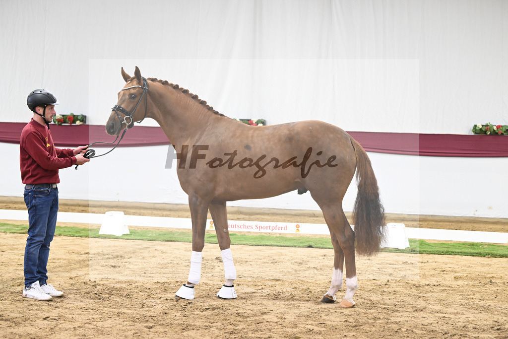 Kat-Nr. 62 Floricello x Zack_MH Pferdezucht u. -sport GmbH_47252346 | hf-fotografie - Realisiert mit Pictrs.com