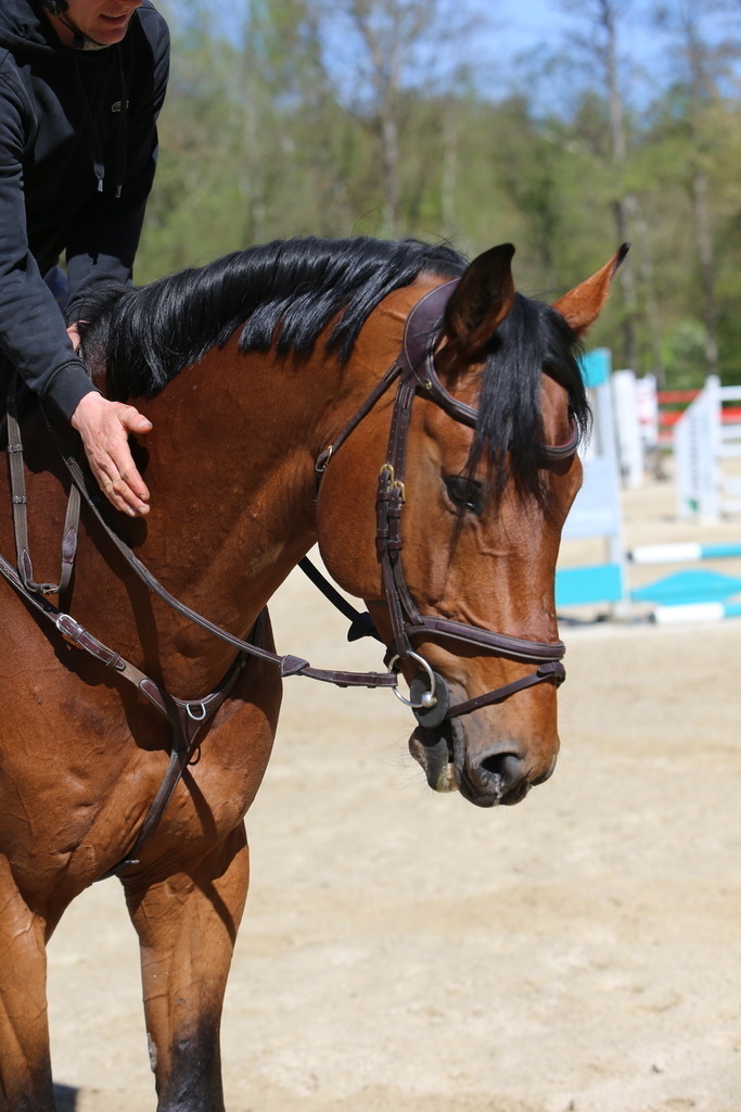 DL2Q3139 | Willkommen bei Brunnmayr - Design & Fotografie – Ihrem Spezialisten für Reitturniere und Pferdeveranstaltungen in Oberösterreich, Salzburg und Bayern! Seit über 17 Jahren sind wir leidenschaftlich dabei.