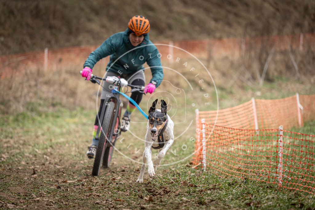 Pfotenfotografie_DV3A5076 | Hundefotografie, Tierfotograf, Pfotenfotografie, Fotoshooting Hund, Hunde Portrait, Hundesport, Hundeportraits, Heideshooting, Hunde, Sportfotograf, Hundefotograf, Turnierhundsport, THS,  - Realisiert mit Pictrs.com