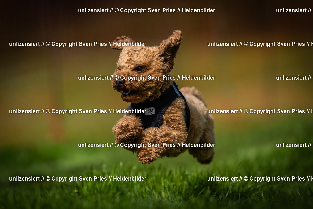 Sven Pries | 2025-04-13 - Hunderennen Baden-Baden - Realisiert mit Pictrs.com