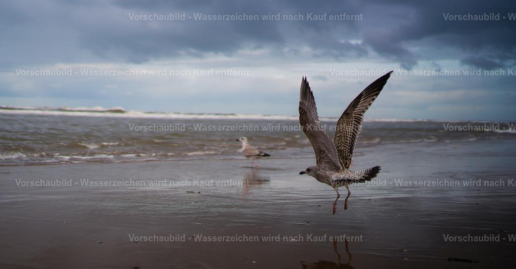 DSC01471-Enhanced-NR-3 | marcuslinek