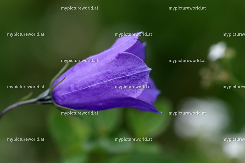 Scheuchzers Glockenblume-003 | Das Bilderarchiv über Tiere, Planzen und Landschaften. In der Bilddatenbank finden Sie ein große Auswahl an hochwertigen Bilder für Ihre Werbung - Realized with Pictrs.com