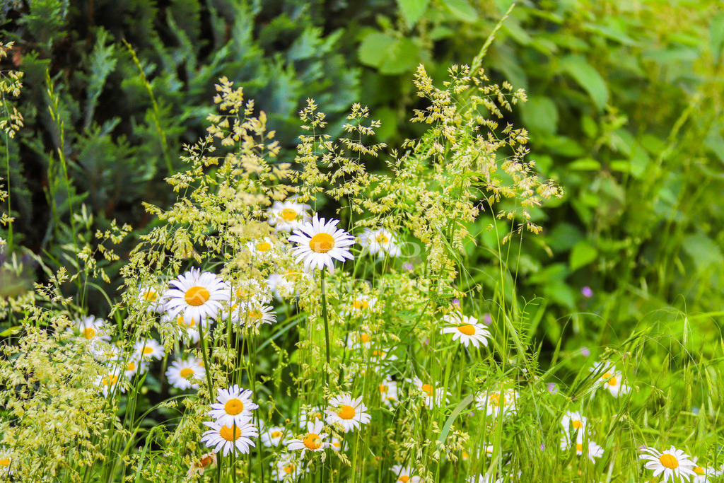 IMG_9401 | Wildblumen - Realisiert mit Pictrs.com