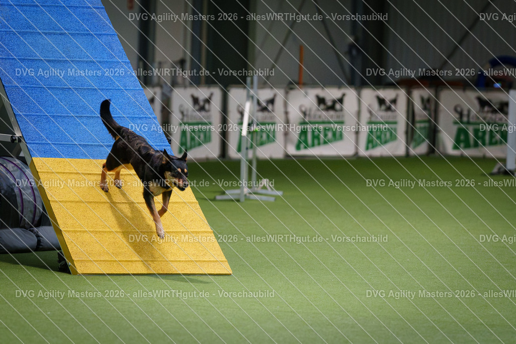 allesWIRTHgut_Tierfotografie-DVG_Agility_Masters_2026-14_58-7R501723 | Professionelle Tierfotografie in Mönchengladbach von Daniel Wirth (allesWIRTHgut). Liebevolle & natürliche Bilder von Hunden & Katzen für unvergessliche Erinnerungen.
