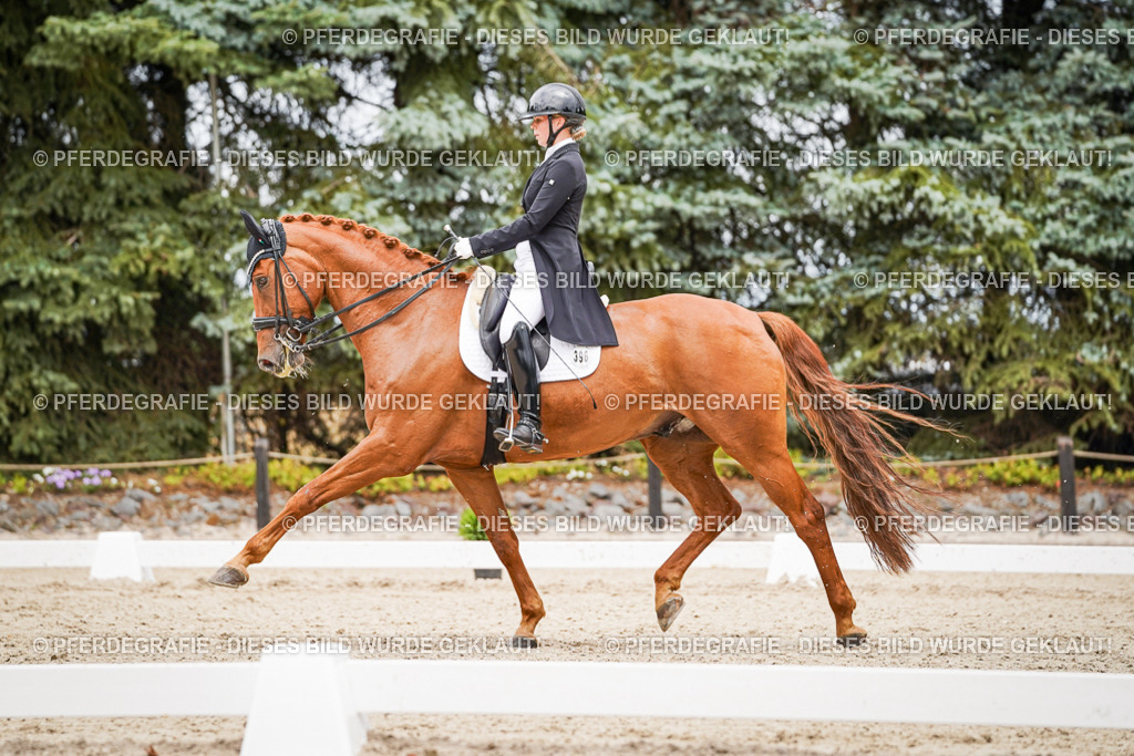 DSC05175 | Pferdegrafie