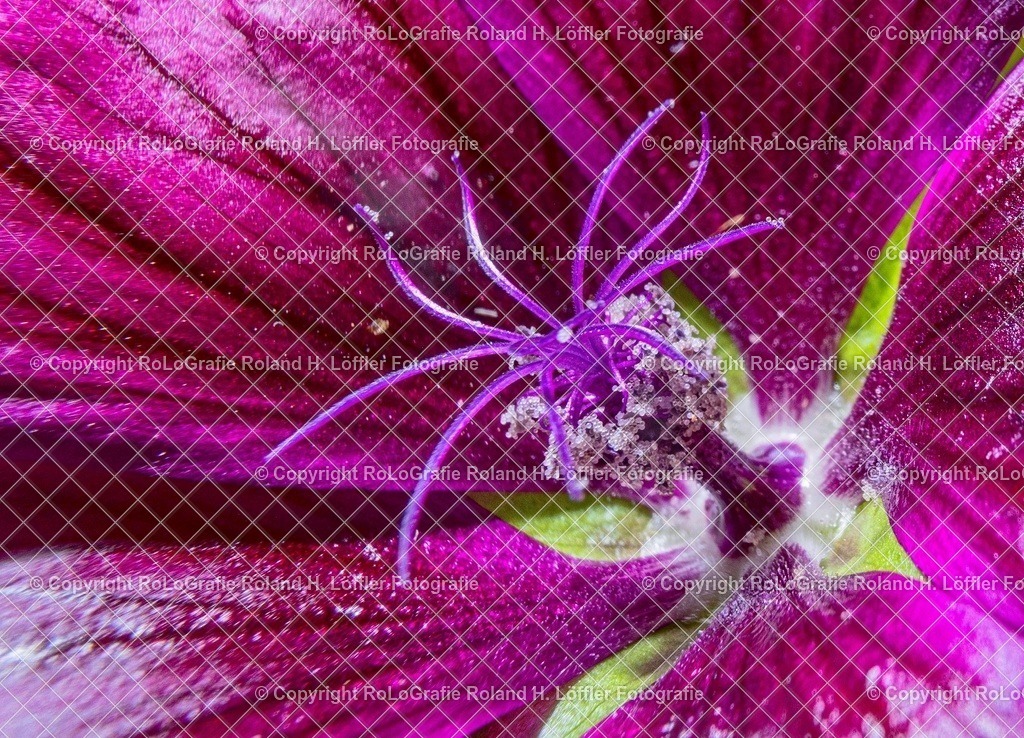 20251115-RLOL8352 | IPTC Infos - Realisiert mit Pictrs.com