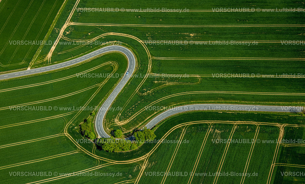 Brakel240504898Erkeln | Luftbild, Serpentine der Landesstraße L863, schlangenförmige Straße führt durch grüne gestreifte Felder, Baumgruppe am Straßenrand, Erkeln, Brakel, Ostwestfalen, Nordrhein-Westfalen, Deutschland