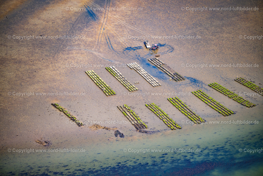Sylt_List_Wattenmeer_Austernzucht_Dittmeyers_Austern_Compernie_ELS_348730825 | LIST 13.08.2025 Wattenmeer der Nordsee- Küste mit Austern-Zucht-Bänken "Sylter Royal" in List im Bundesland Schleswig-Holstein, Deutschland. Weiterführende Informationen bei: Dittmeyer's Austern-Compagnie GmbH. // Wadden Sea of the North Sea coast with oyster breeding banks "Sylter Royal" in List in the federal state of Schleswig-Holstein, Germany. Further information at: Dittmeyer's Austern-Compagnie GmbH. Foto: Martin Elsen
