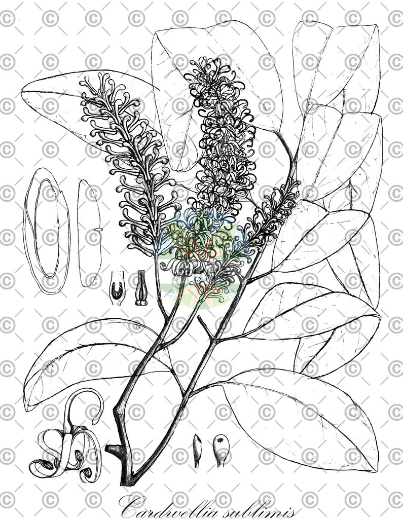 HistAbb_EMP_38017_SRC_Schlechtendal_FLORAD_SIMPLE | Historische Abbildung von Cardwellia sublimis - Proteaceae | Historical Illustration of Cardwellia sublimis - Proteaceae