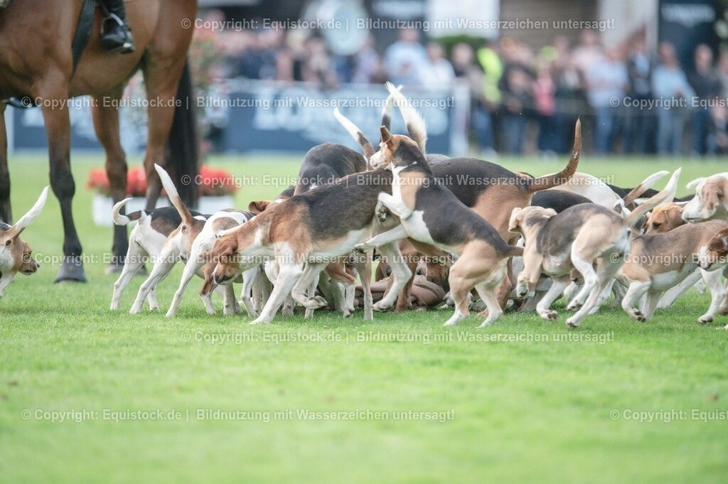 20230526_Pferdenacht_0643 | equistock