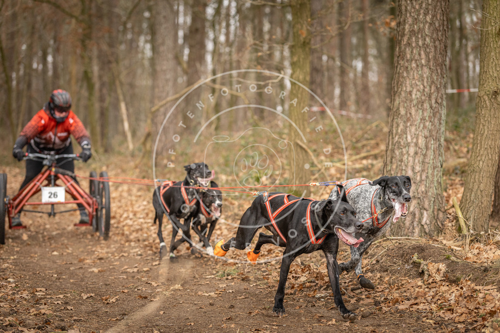 Pfotenfotografie_DV3A8458 | Hundefotografie, Tierfotograf, Pfotenfotografie, Fotoshooting Hund, Hunde Portrait, Hundesport, Hundeportraits, Heideshooting, Hunde, Sportfotograf, Hundefotograf, Turnierhundsport, THS,  - Realisiert mit Pictrs.com